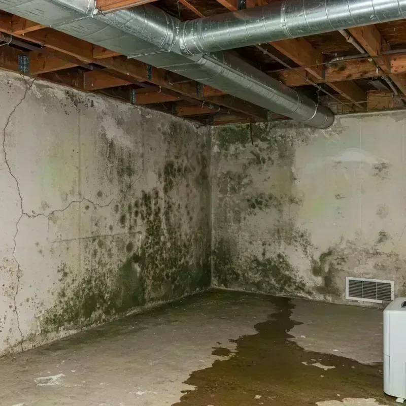 Professional Mold Removal in Penrose, CO